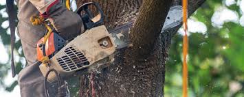 Reliable Broken Bow, OK  Tree Services Solutions