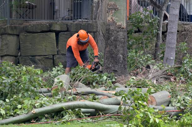 How Our Tree Care Process Works  in  Broken Bow, OK